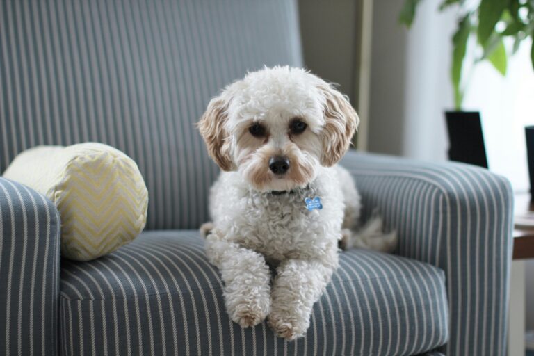 cute puppy on chair